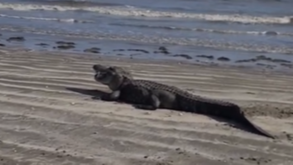 Nahaufnahme eines Alligators am Strand