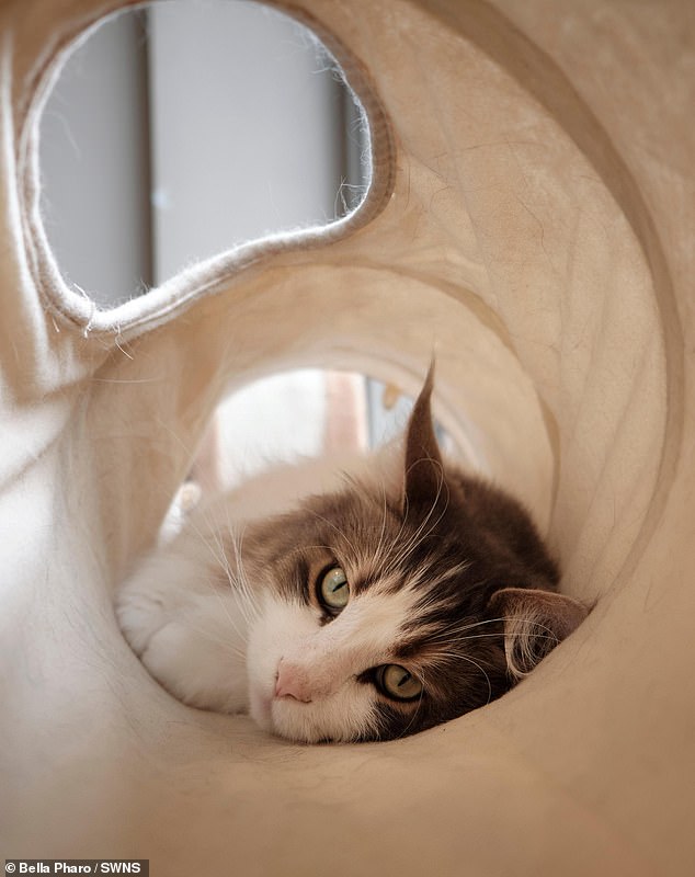 Feline schläfrig: Maine-Coon-Katze Jack von Bella Pharo, 13, aus London