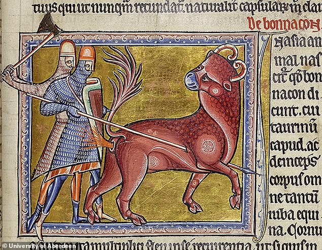 In der Abbildung stößt der fiktive Bonnacon sauren Kot aus seinem Anus aus, um sich gegen zwei Ritter zu verteidigen