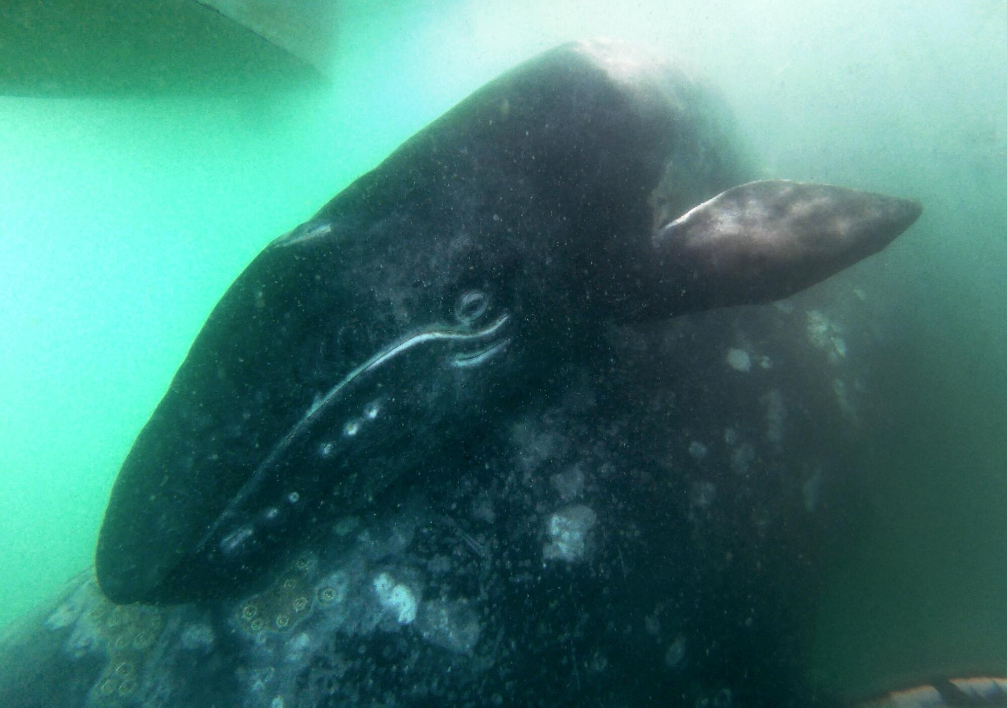 Ein Unterwasserfoto eines Grauwalkalbes, das sich eng an seine Mutter schmiegt. 