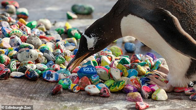 In diesem Jahr versorgte der Edinburgh Zoo die Pinguine mit bunten Steinen, die von Kindern im Royal Hospital for Children and Young People bemalt wurden