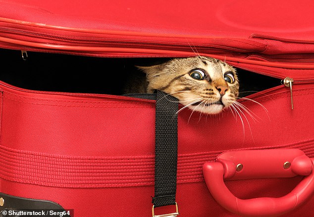 Fangen Sie mit der Pfotenjagd an: Die Meow-Meow-Kreuzfahrt ist die ultimative Kreuzfahrt für Katzenliebhaber (obwohl Katzen an Bord nicht erlaubt sind).