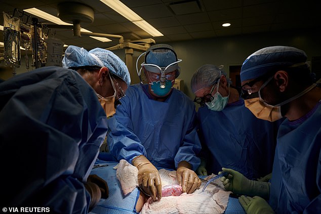 Chirurgen in den USA haben erstmals erfolgreich eine Schweineniere in einen Menschen transplantiert