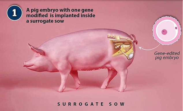 Im ersten Schritt der Transplantation wird dem Schwein ein Embryo mit veränderten Genen implantiert