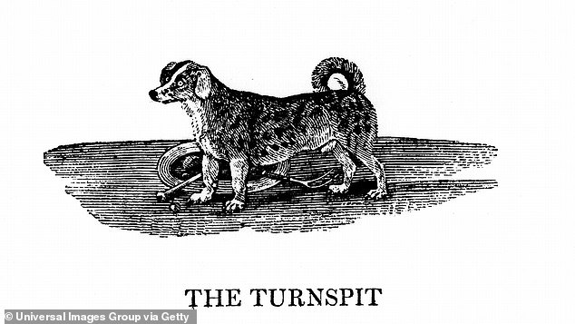Turnspit-Hunde wurden gezüchtet, um in einem Hamsterrad-ähnlichen Gerät zu laufen