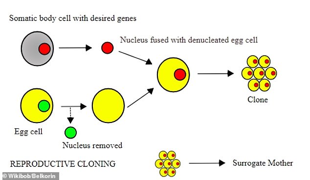Um somatische Zellkerntransfer-Klone (SCNT) zu erzeugen, entnehmen Wissenschaftler DNA (roter Kreis) aus Gewebe und fügen sie in Eizellen (gelb) ein, wobei ihre DNA (grün) entfernt wird.  Anschließend schalten die Wissenschaftler bestimmte Gene ein oder aus, um die Zellreplikation zu unterstützen (rechts)