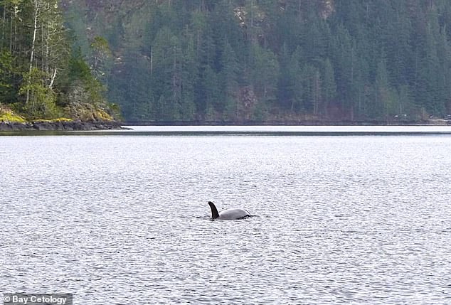 Ein zweijähriger Orca umkreist seit Tagen eine kanadische Lagune und weigert sich, das Gebiet zu verlassen, in dem seine Mutter am Ufer starb