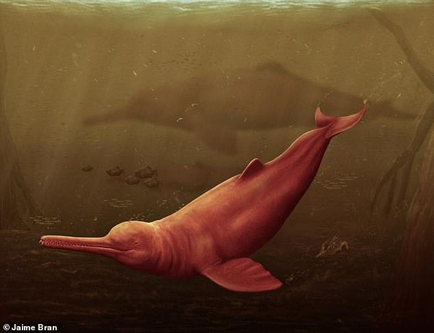 Im peruanischen Amazonasgebiet wurden die versteinerten Überreste eines alten Delfins gefunden, der vermutlich vor 16 Millionen Jahren gelebt hat