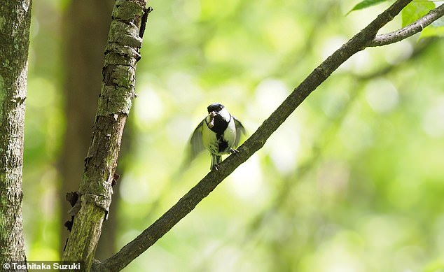 Ein Flattern der Flügel in Richtung seines Partners (im Bild) zeigt an, dass er oder sie zuerst das Nest betreten möchte