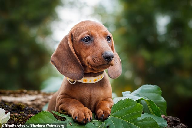 Wursthunde könnten in Deutschland aufgrund eines neuen Gesetzes, das Rassen mit „Skelettanomalien“ verbietet, bald verboten werden.