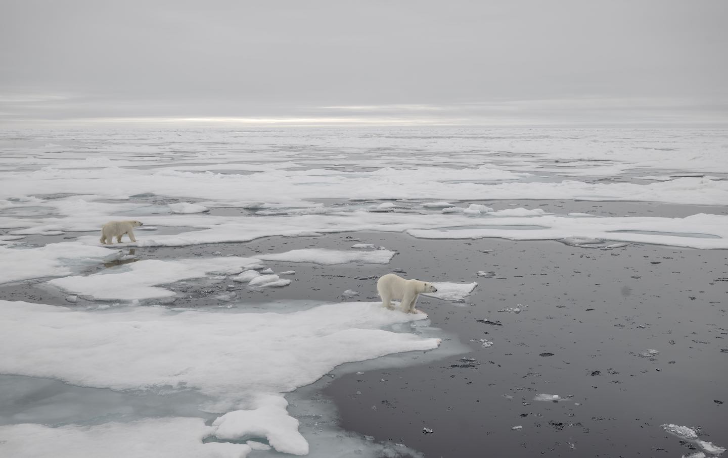 Ein Blick auf die Gletscher, während Eisbären, eine der am stärksten vom Klimawandel betroffenen Arten, am 15. Juli 2023 in Spitzbergen und Jan Mayen spazieren gehen.