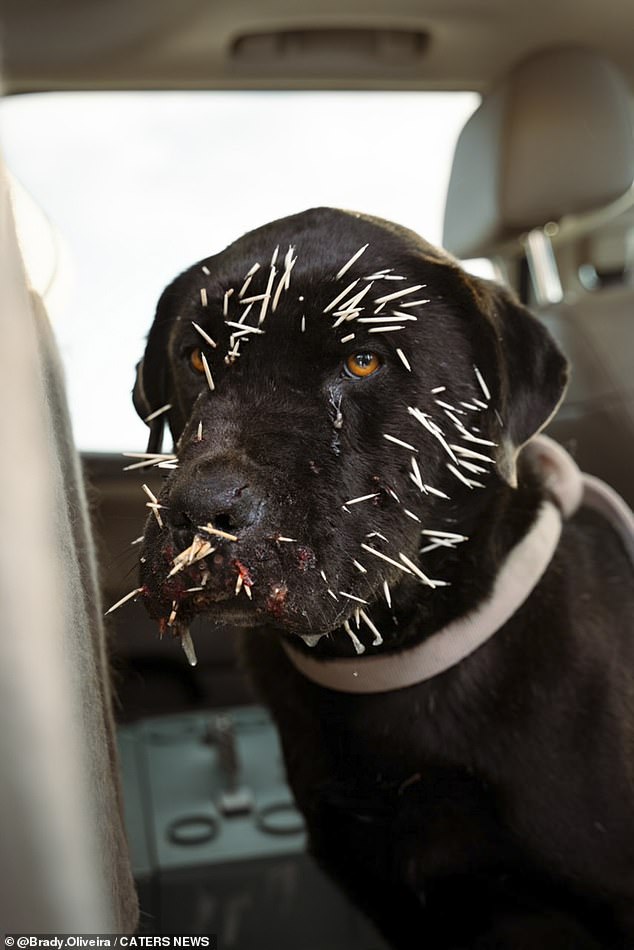 Brady Oliveira aus Kanada rettete den schwarzen Labrador Trooper (im Bild), der Dutzende Stachelschweinstacheln im Gesicht hatte