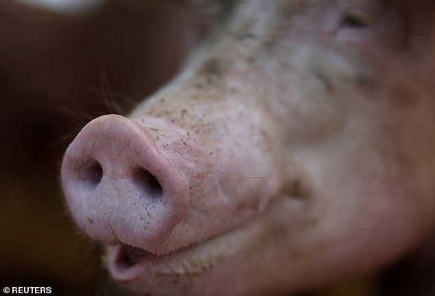 Menschen können sich durch direkten Kontakt mit infizierten Schweinen mit der Schweinegrippe anstecken, und die Stämme, die Menschen infizieren, sind oft Mischungen aus Vogel-, Schweine- und menschlichen Grippeviren