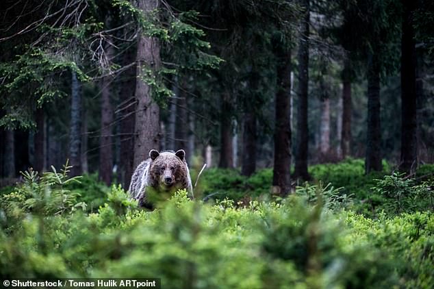In Europa leben bis zu 18.000 Braunbären, verteilt auf 22 Länder