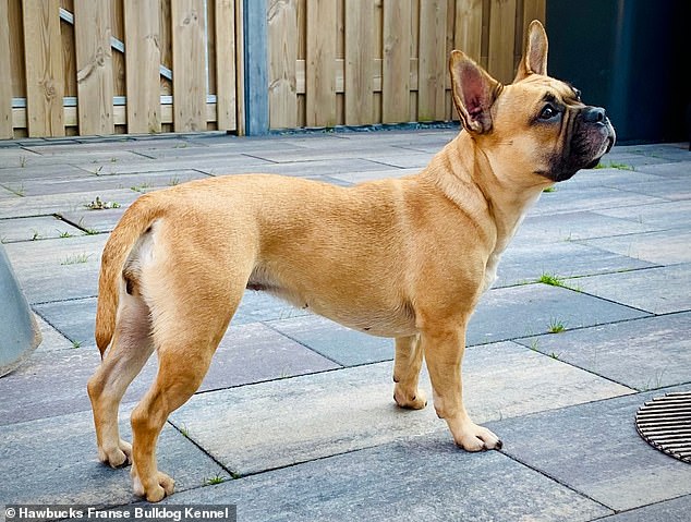 Lily is the first dog that was bred by Hawbucks Franse Bulldog Kennel, a kennel whose owner is trying to breed a healthier Frenchie. Lily still looks like a French bulldog, but she has a longer tail, back, and legs than are often seen in the breed.