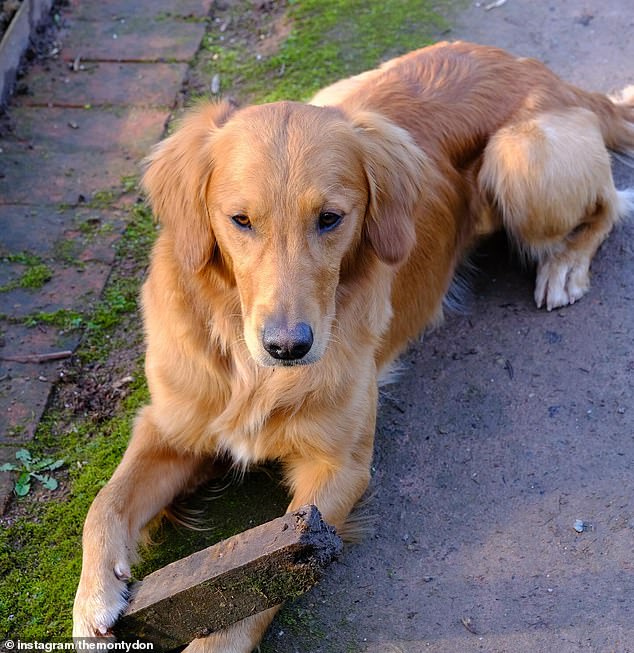 Obwohl er kein kleiner Welpe mehr ist, ist Ned immer noch der jüngste von Montys beiden Hunden, wobei Yorkshire Terrier Patti der ältere der beiden ist