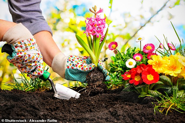 Der Frühling steht vor der Tür und Gärtner in ganz Großbritannien können es kaum erwarten, mit der Bepflanzung ihrer Erde zu beginnen, um sicherzustellen, dass sie in den wärmeren Monaten einen lebendigen, farbenfrohen Garten erwartet (Archivbild)