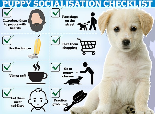 If you are struggling with a new puppy, try following this simple socialisation checklist to ensure they are well-behaved and calm in the future