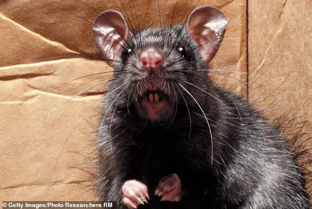 Überlebende der Natur: Mittlerweile gibt es im Vereinigten Königreich bis zu 250 Millionen Ratten und eine erhöhte Zahl mutierter Ratten, die bis zu einem Meter lang werden, indem sie sich von weggeworfenen Imbissbuden ernähren