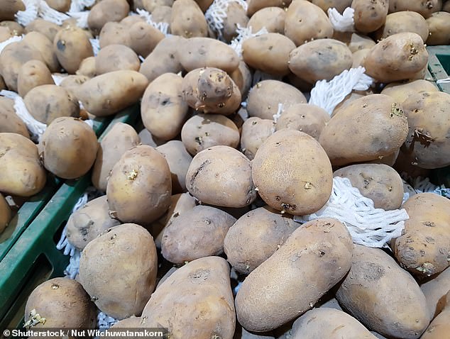 The Russet potato (pictured) is a perfect potato for chips since it has a high starch content and is large enough to cut good sized chips from