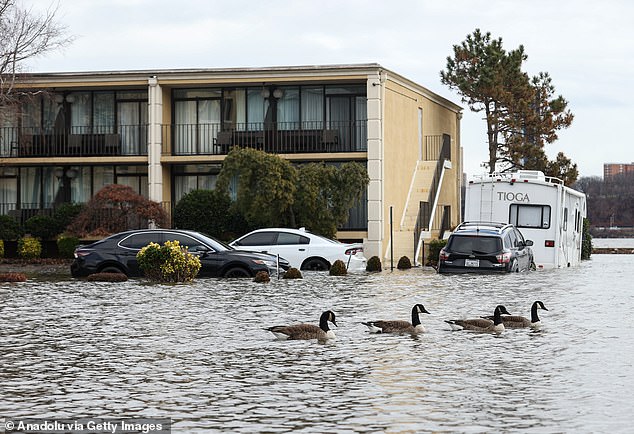 Along the Atlantic coast, the researchers calculated that as many as 263,000 people across as many as 163,000 properties were at risk of being impacted by rising sea levels across 370 square-miles of dense urban landscape. Above, a flood this January in Edgewater, New Jersey