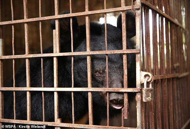 Across Asia, bears of many different species, such as the Asiatic black bear, are kept in cruel conditions to harvest the bile from the gallbladder which is highly prized for its role in Traditional Chinese Medicine