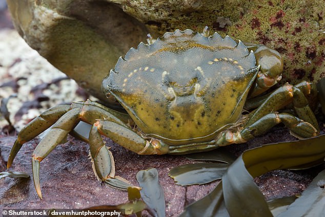 The European green crab is invasive to the east and west coasts of the United States and Canada, where it depletes local sea grasses and outcompetes local crabs. Dr Joe Roman recommends frying them whole, just after they molt when their shells are soft