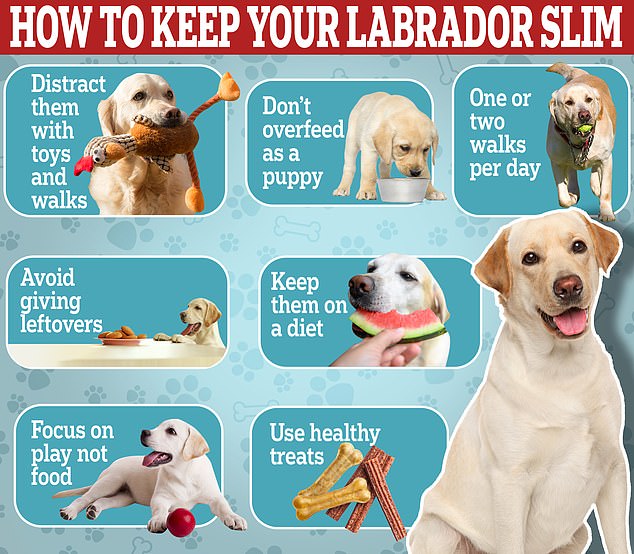 Zu den Tipps, um Ihren Labrador schlank zu halten, gehört es, ihn mit Spielzeug und Spaziergängen abzulenken, ihm keine Essensreste zu geben und ihn auf mindestens ein oder zwei Spaziergänge pro Tag mitzunehmen