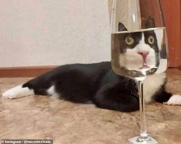 Das Gesicht dieser Katze ist durch ein Weinglas verzerrt, sodass ihr Kopf zu groß für ihren Körper erscheint