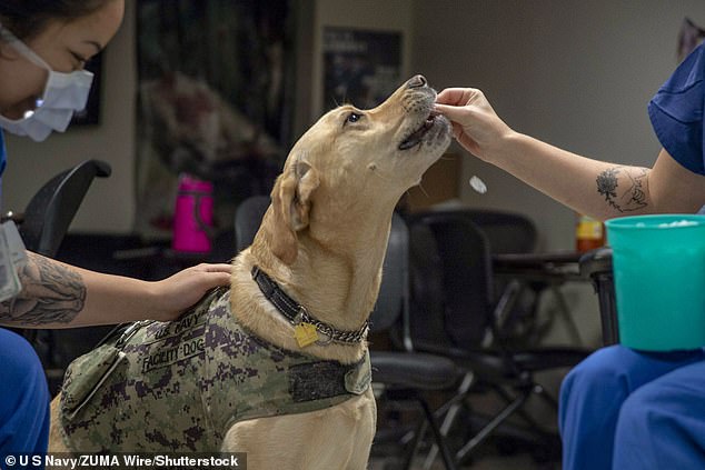 Die Hunde lernten, flüchtige organische Verbindungen im menschlichen Atem zu erkennen, die darauf hindeuteten, dass eine PTSD-Episode unmittelbar bevorstand.  Dies könnte ihnen helfen, früher in die Arbeit als Diensthunde einzugreifen (Archivbild)