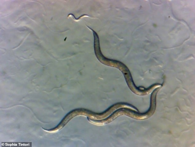 In der Nähe von Tschernboyl lebende Würmer haben eine neue „Superkraft“ entwickelt – sie scheinen immun gegen Strahlung zu sein