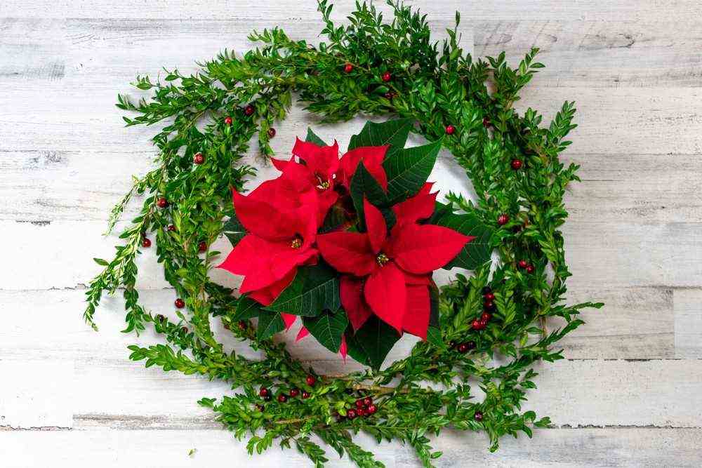 Boxwood Christmas Wreath 