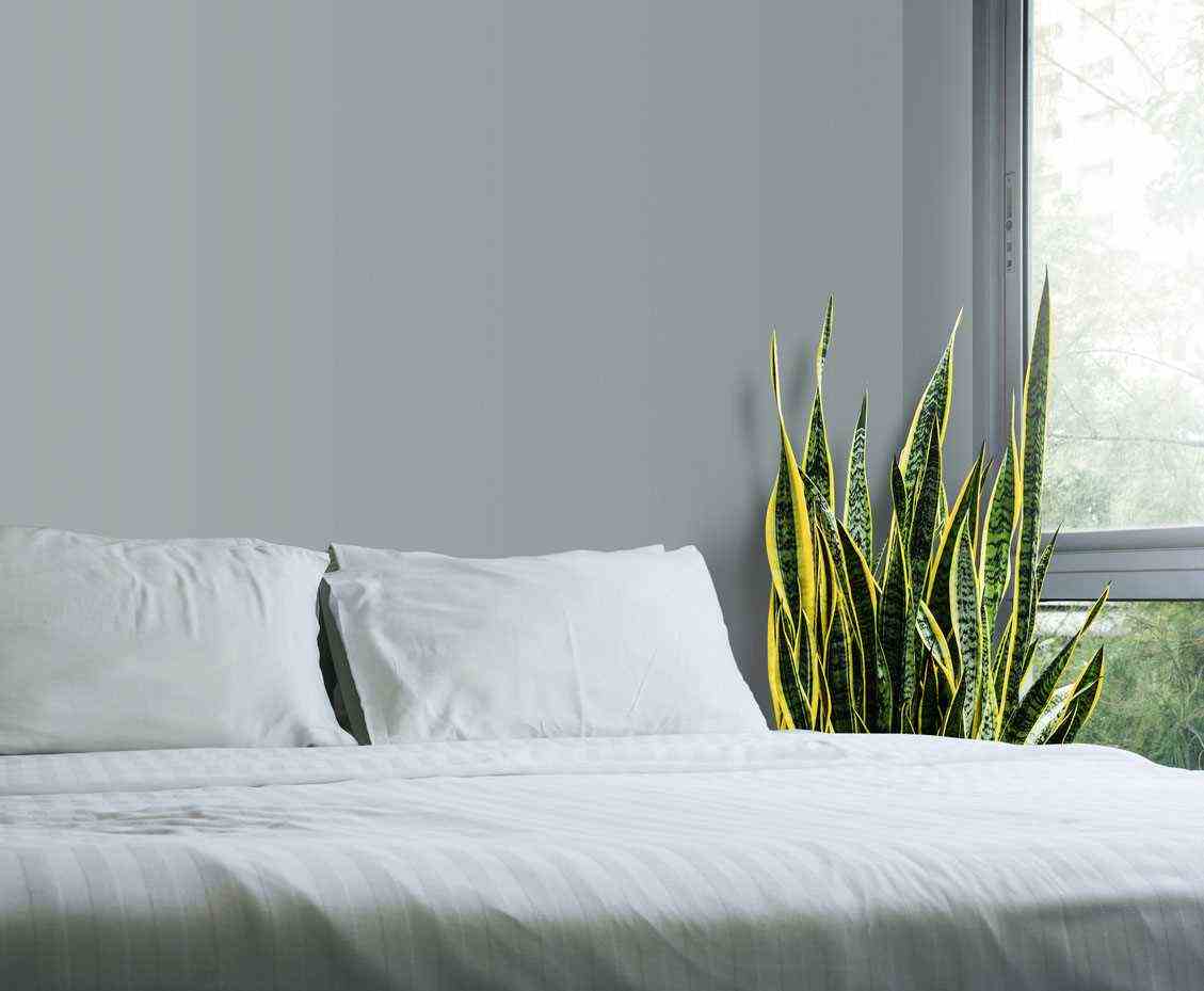 sansevieria trifasciata in the bedroom