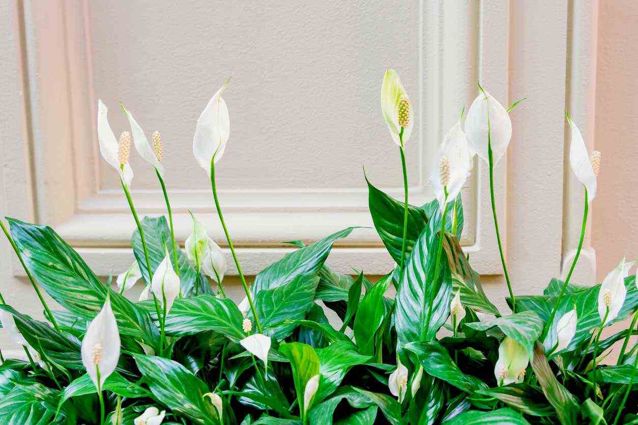 Spathiphyllum in a planter