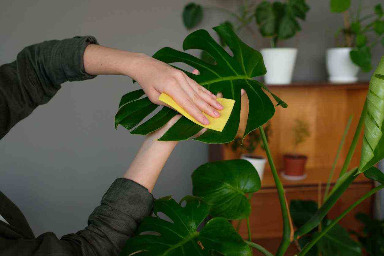 woman cleans the leaves of monstera