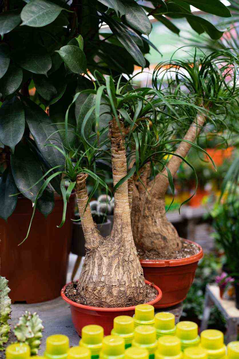 Beaucarnea, Ornamental potted elephant pide plant in a flower shop