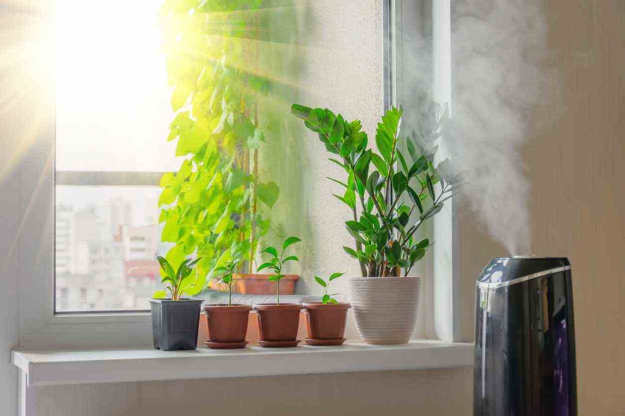 Indoor decorative zamioculcas and deciduous plants on the window sill in an apartment with a steam humidifier