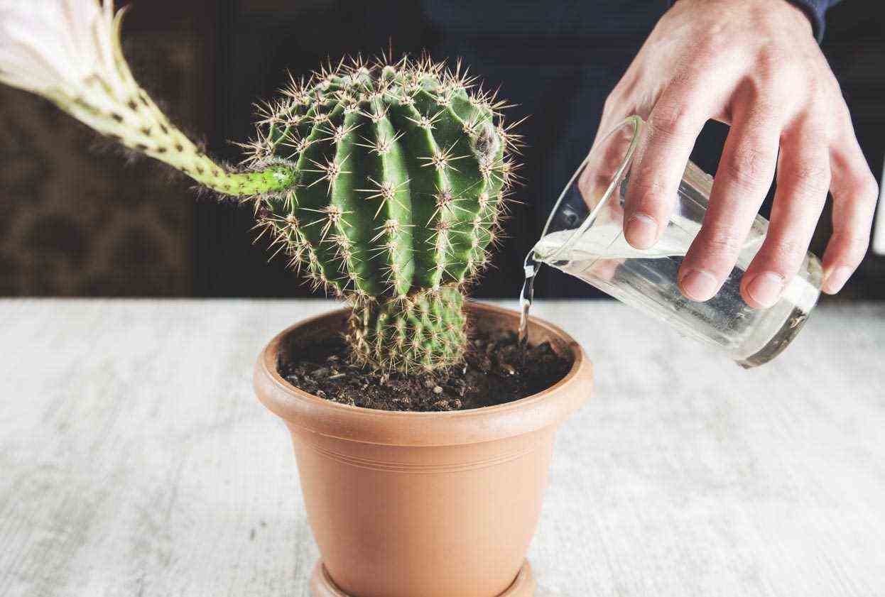 cactus sprinkle with a glass of water
