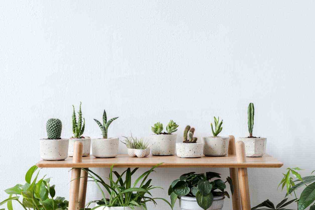 composition of succulents and cacti