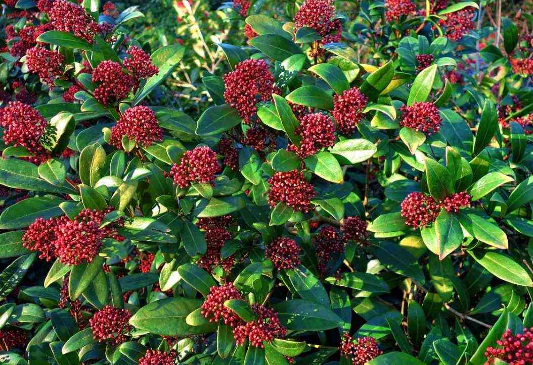 Skimmia From Japan 
