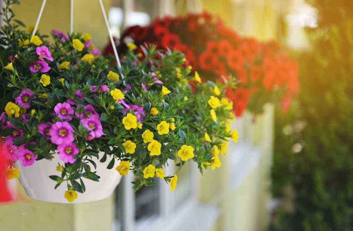 Petunias On Balcony