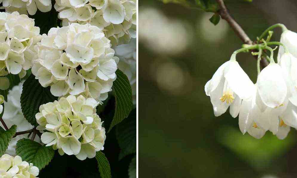 White Flowering Trees
