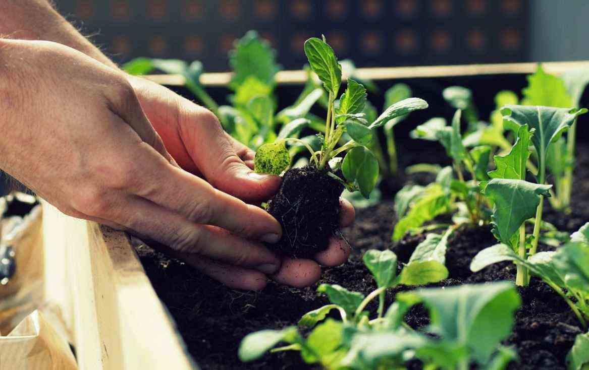 Planting Vegetable Bin