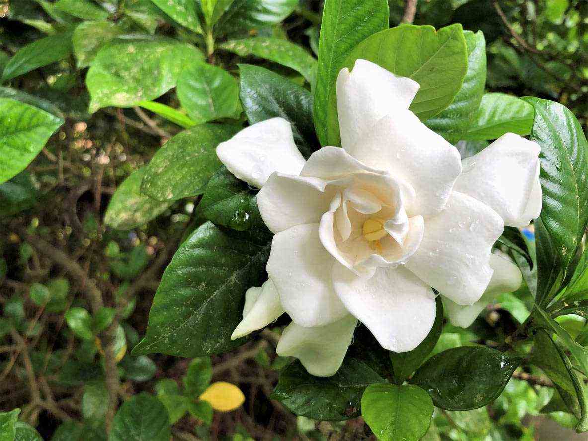 beautiful flower Gardenia jasminoides