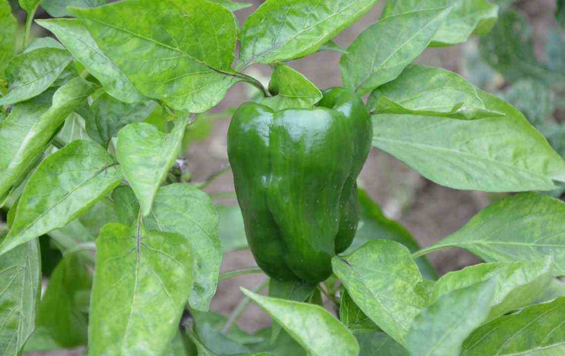 Growing Pepper 