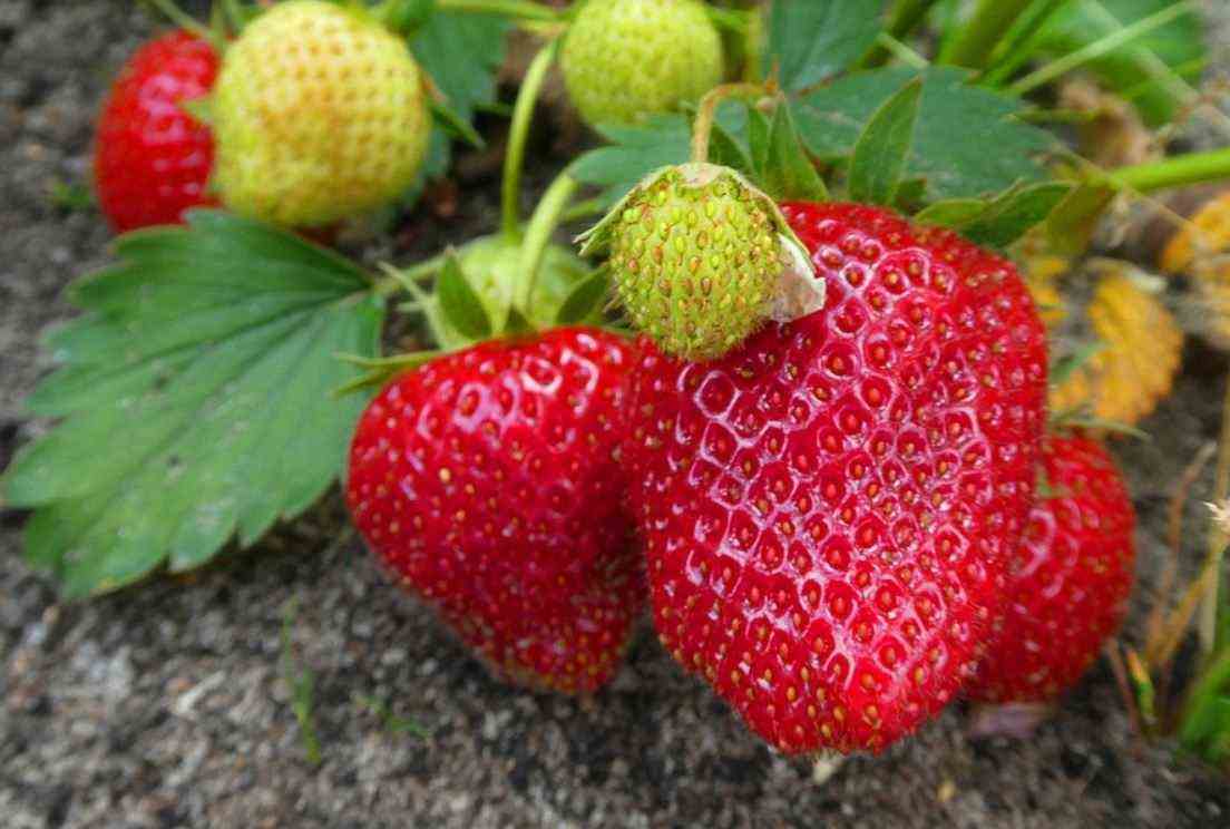 Strawberries Vegetable Garden 