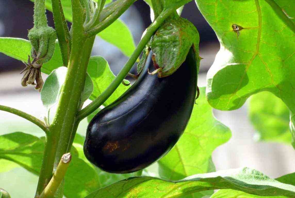 Eggplant Vegetable Garden