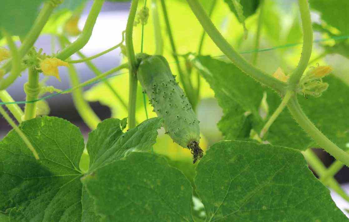 Growing Cucumber 