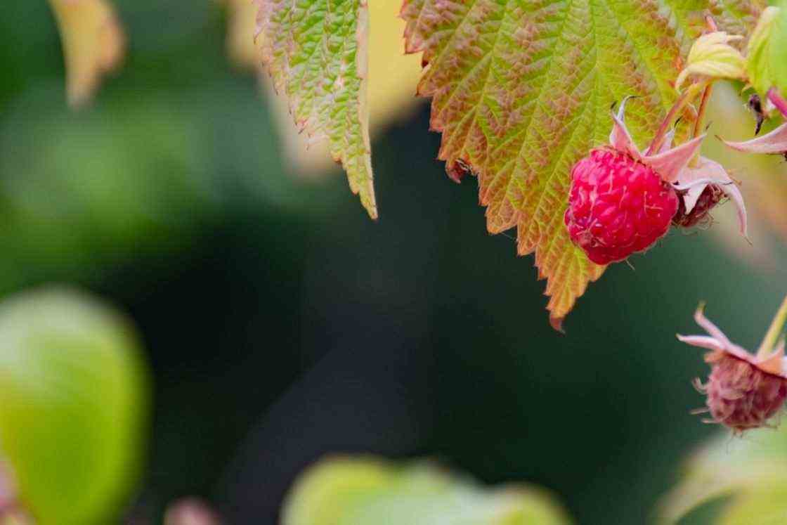 Raspberries Vegetable Garden