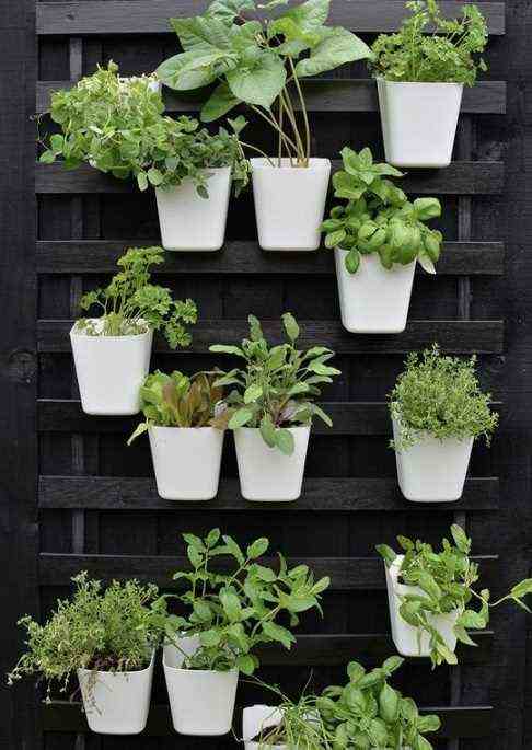 An Aromatic Garden In Hanging Pots